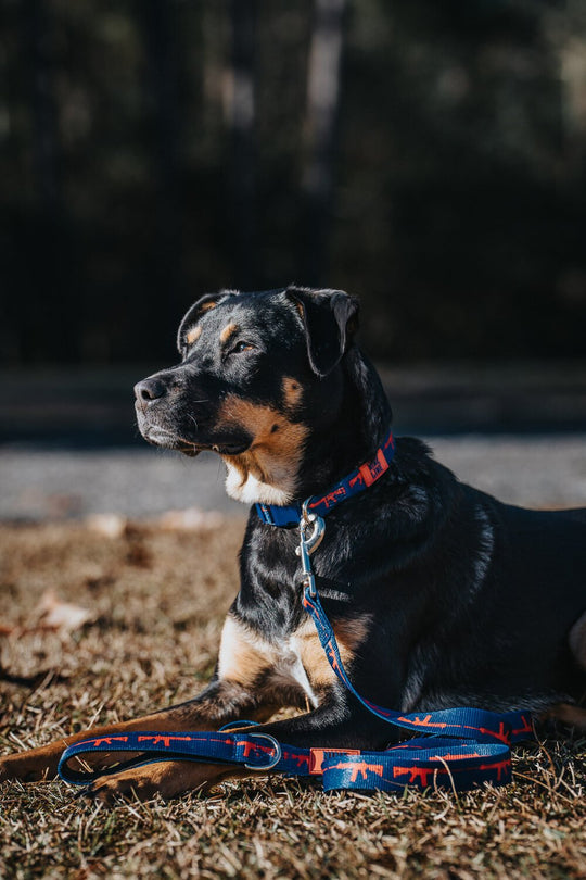 AR Dog Leash