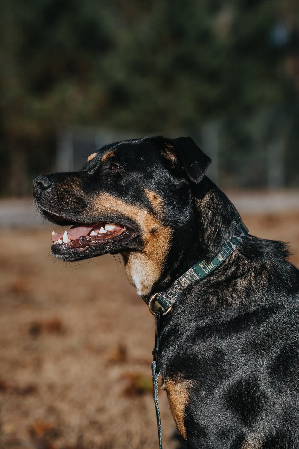 Duck Camo Dog Collar