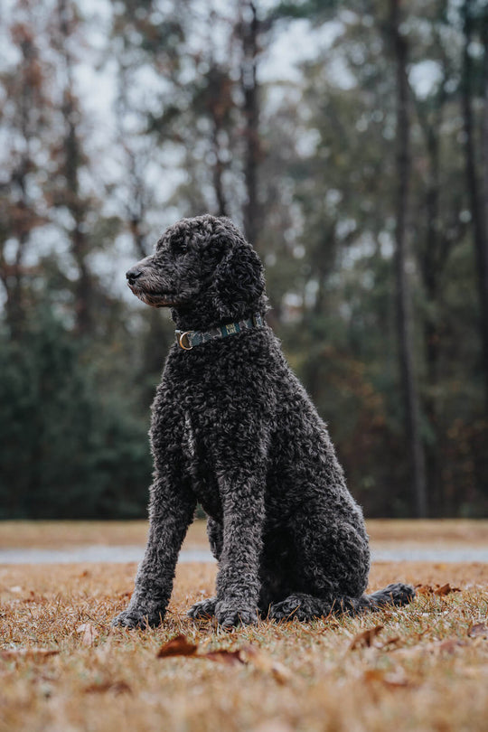 Duck Camo Dog Collar