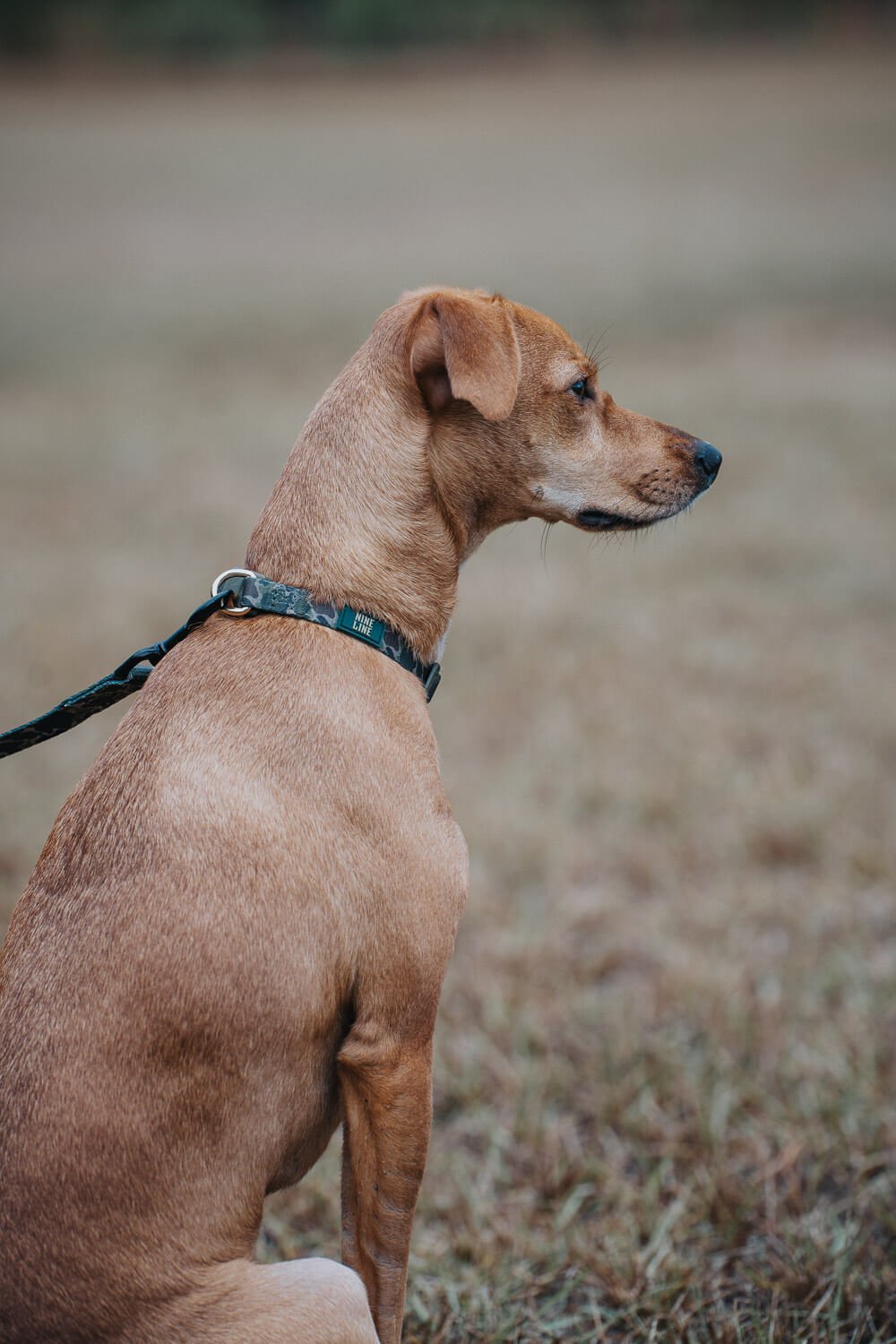 Duck Camo Dog Collar
