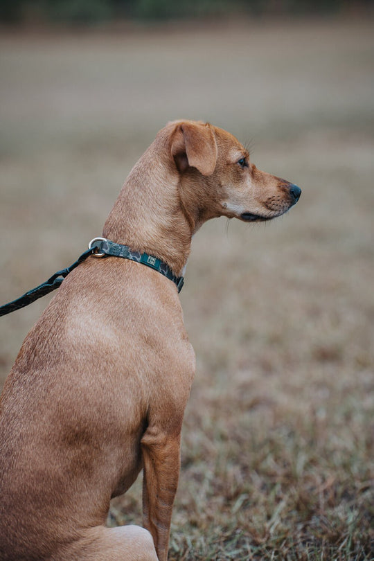 Duck Camo Dog Collar