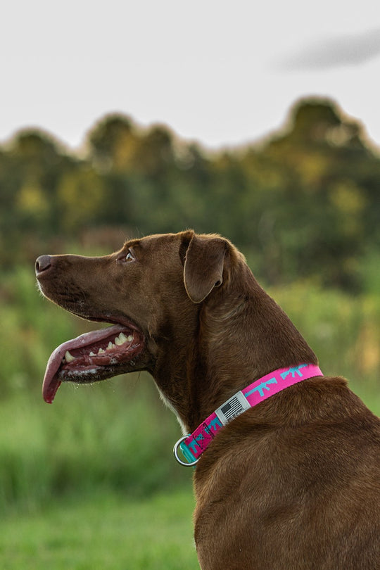 Nine Line Dog Collar Collection - Nine Line Apparel